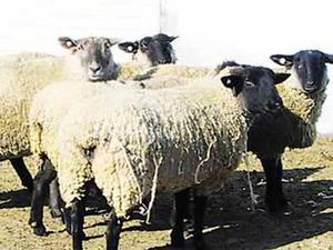 【组图】世界各地的12种优质种羊陆续抵京交配